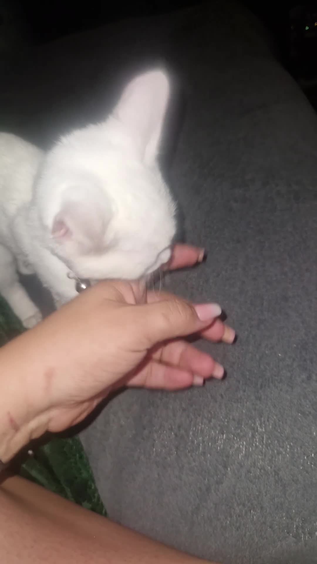 Turkish Angora cats for sale: Our moon baby  - Video 2