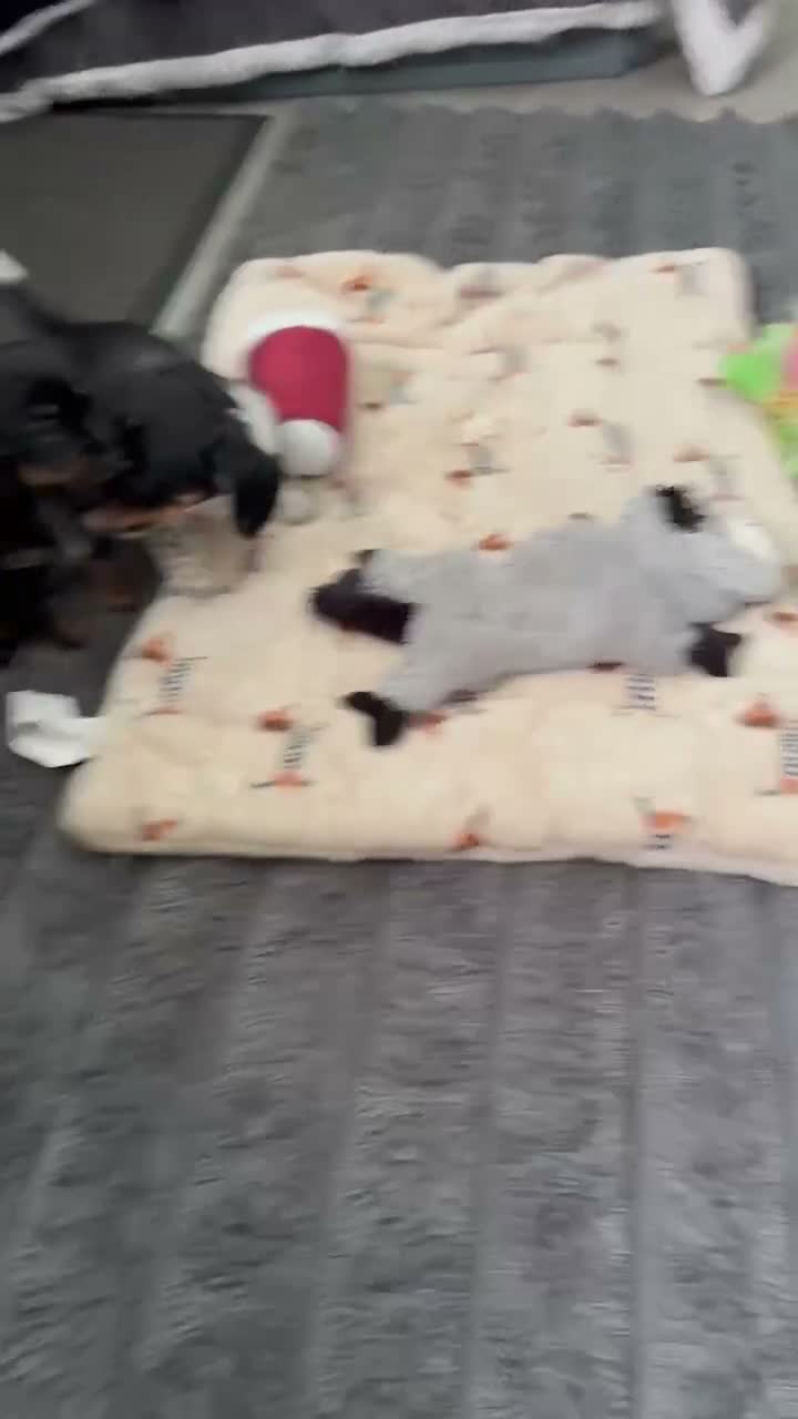 Mixed Breed dogs for sale:  Chinese crested  cross dachshund puppies  - Video 1