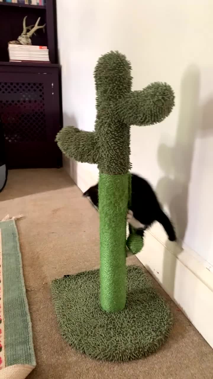 Mixed Breed cats for sale: 2 kittens 1 tux 1 tabby  - Video 2