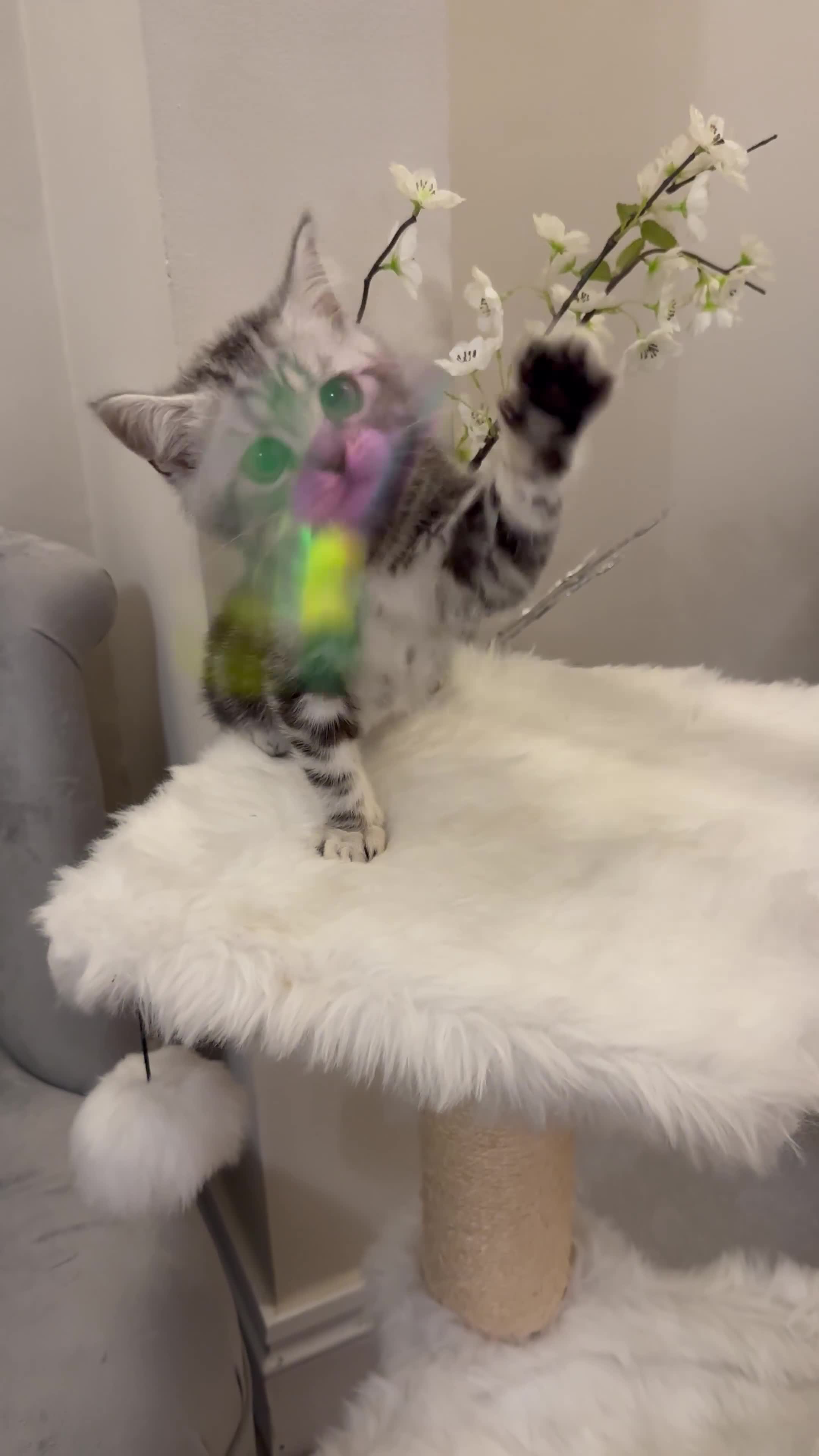 British Shorthair cats for sale: SILVER TABBIES full pedigree registered BSH - Video 1