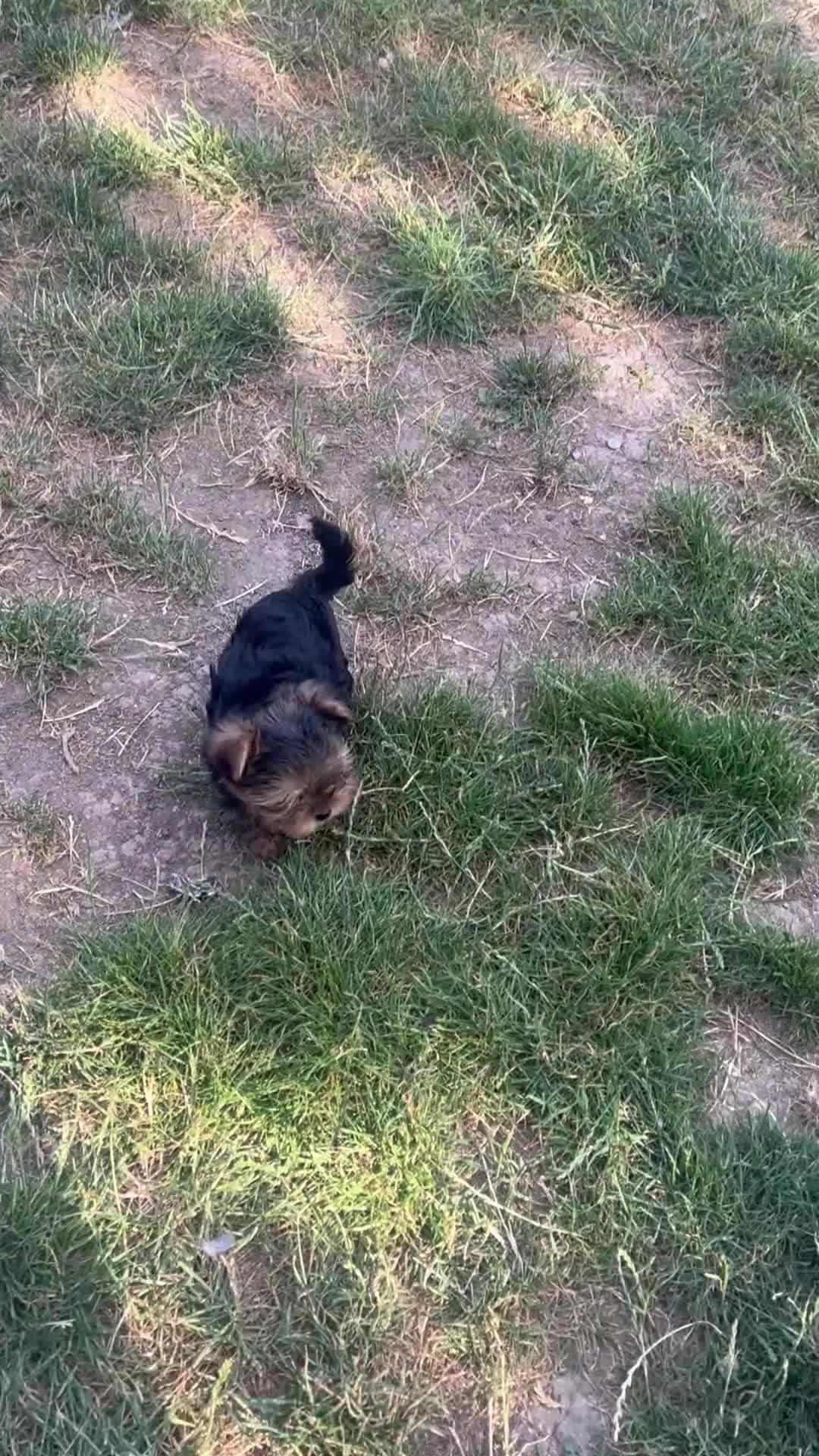 Yorkshire Terrier dogs for sale: Beautiful baby girl  - Video 1