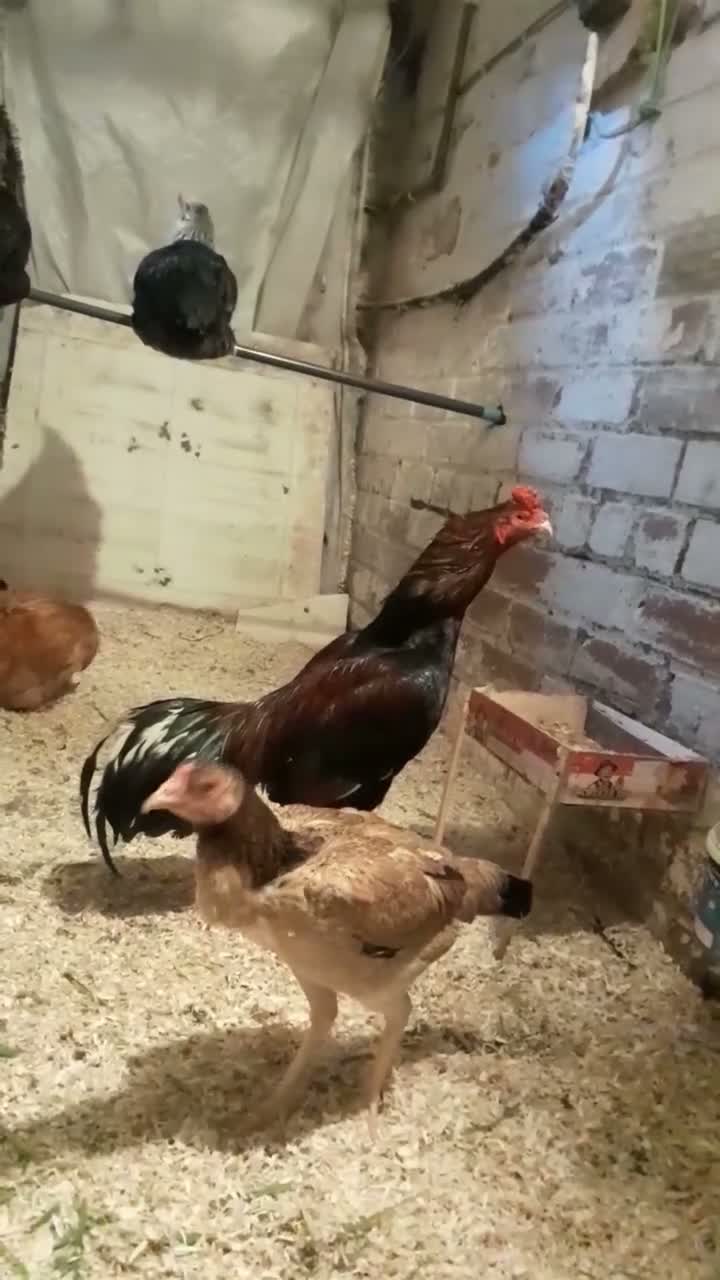 Mixed Breed poultry for sale: Aseel murga fighter  - Video 1