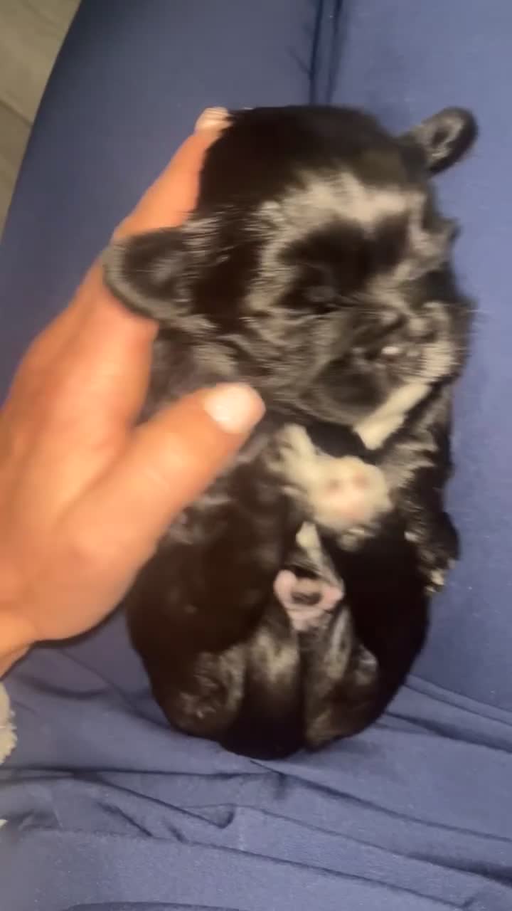 Shih Tzu dogs for sale: Pups for sale - Video 4