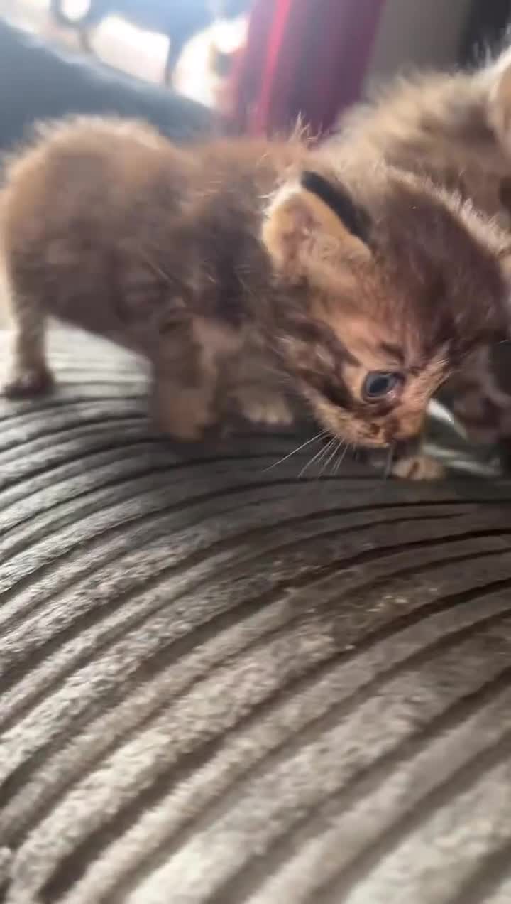 Domestic Shorthair cats for sale: Tabby kittens - Video 4