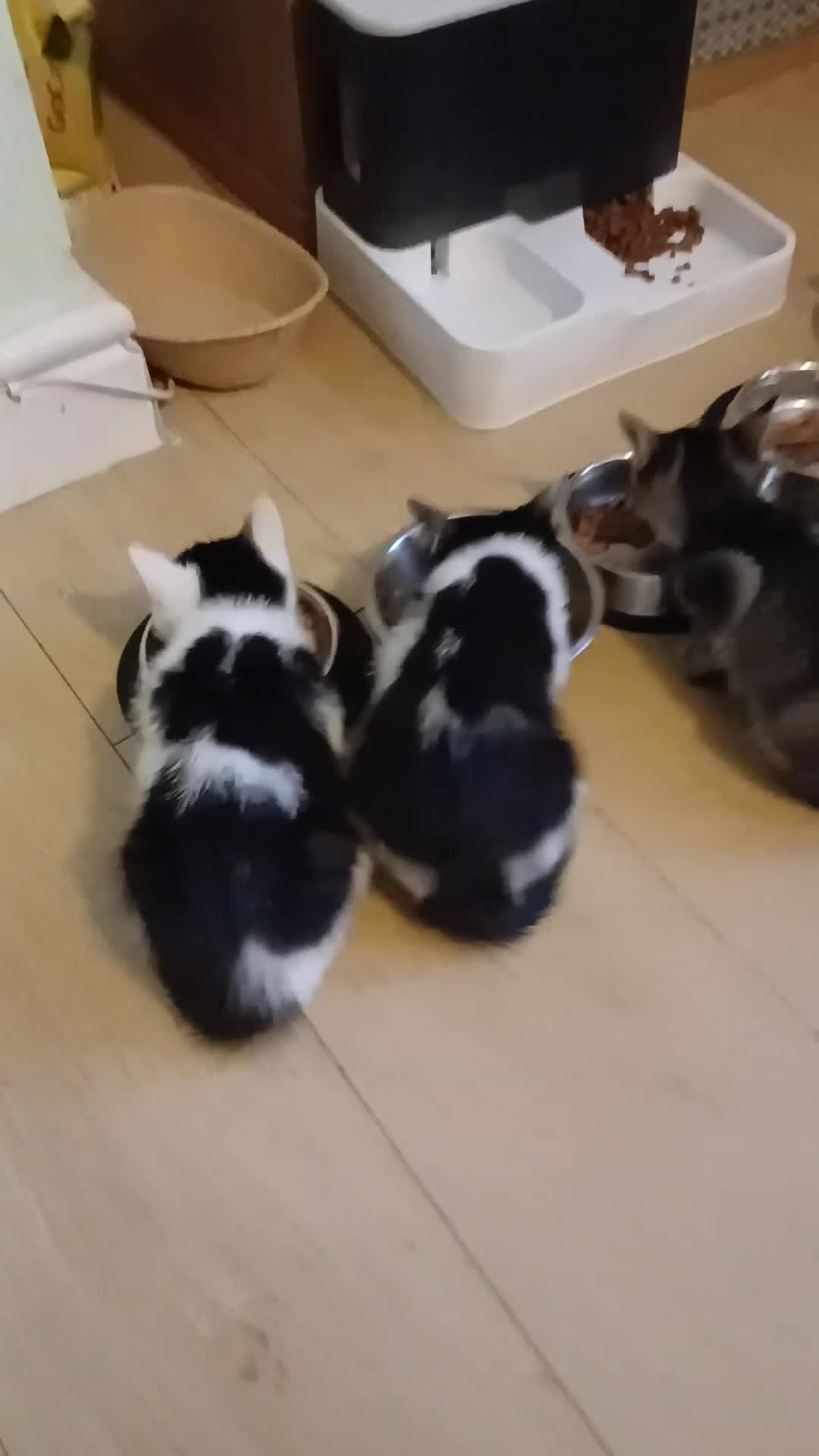 British Shorthair cats for sale: 1 boys,6girls - Video 3