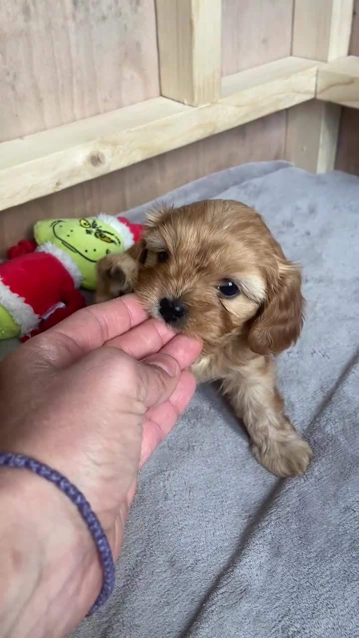 Cavapoochon dogs for sale: Cavapoochon puppies for adortion - Video 1