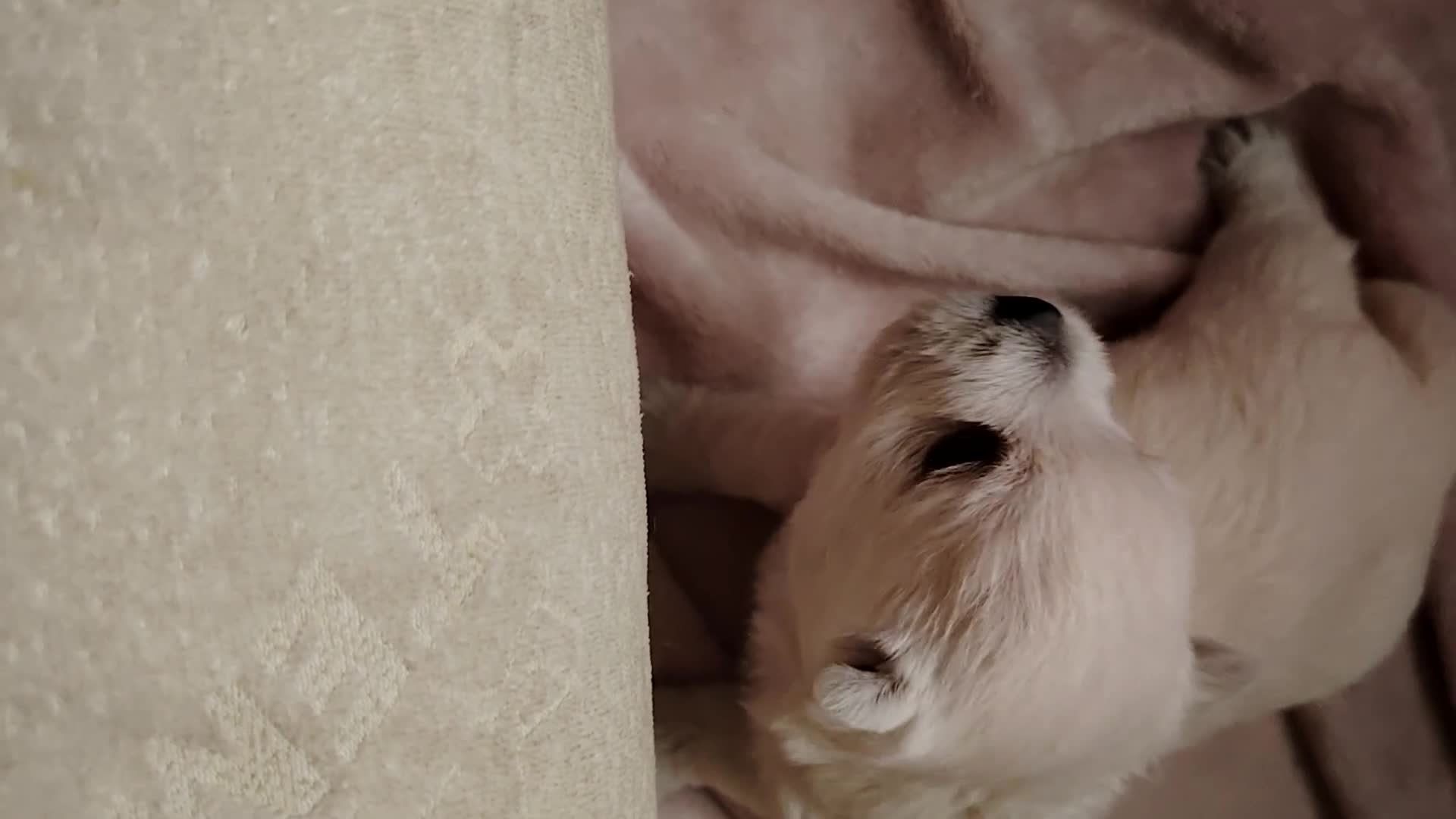 West Highland Terrier dogs for sale: West highland terrier boy in Swaffham - Video 3