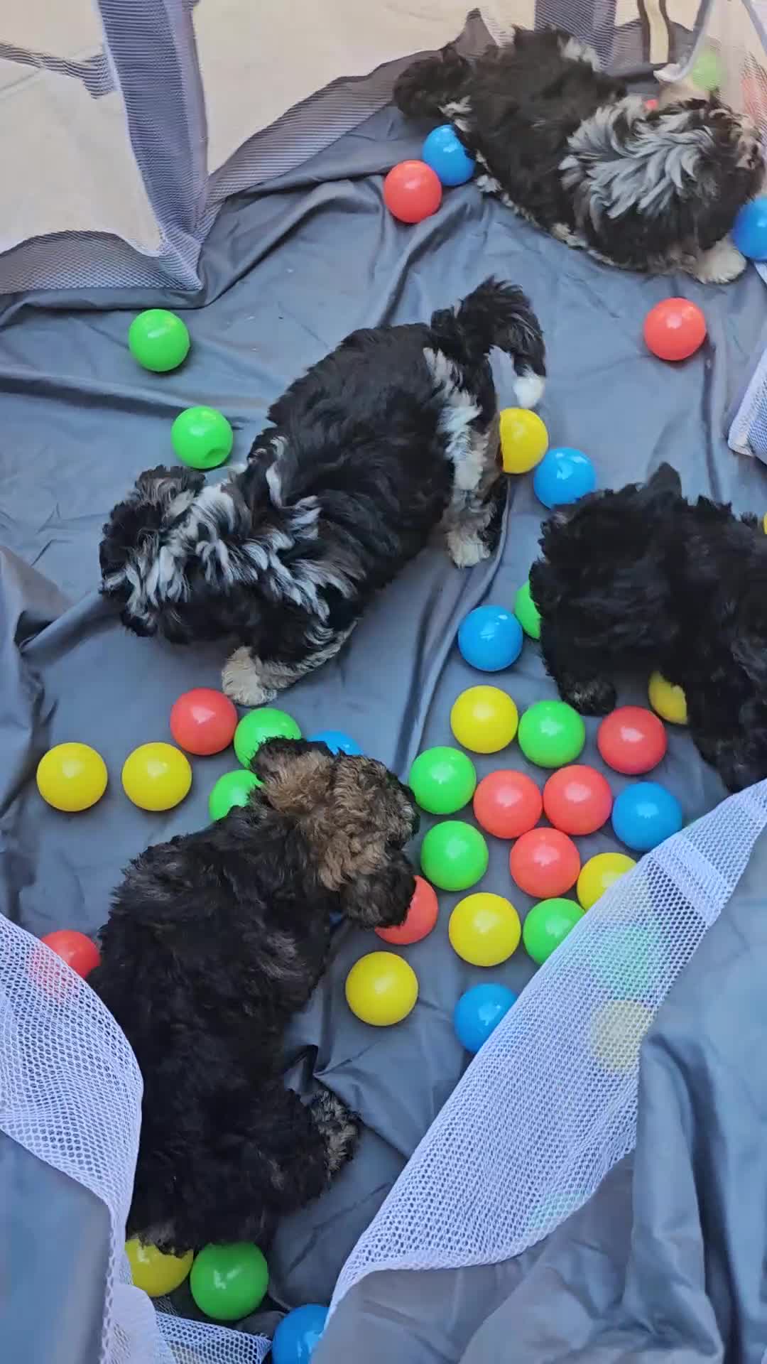 Mixed Breed dogs for sale: Cockapoo x Lhasa Apso Teddy Bear Puppies Ready Now - Video 1