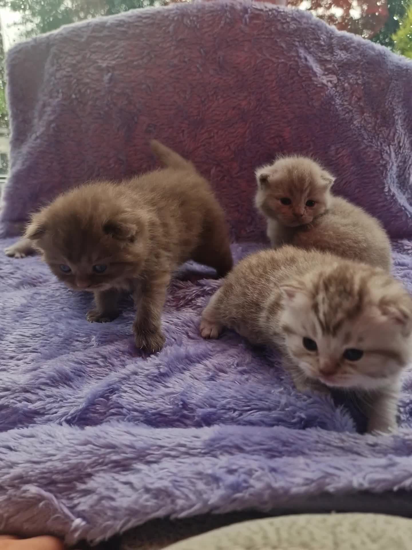 Scottish Fold cats for sale: Stunning TICA Registered Babies - Video 3