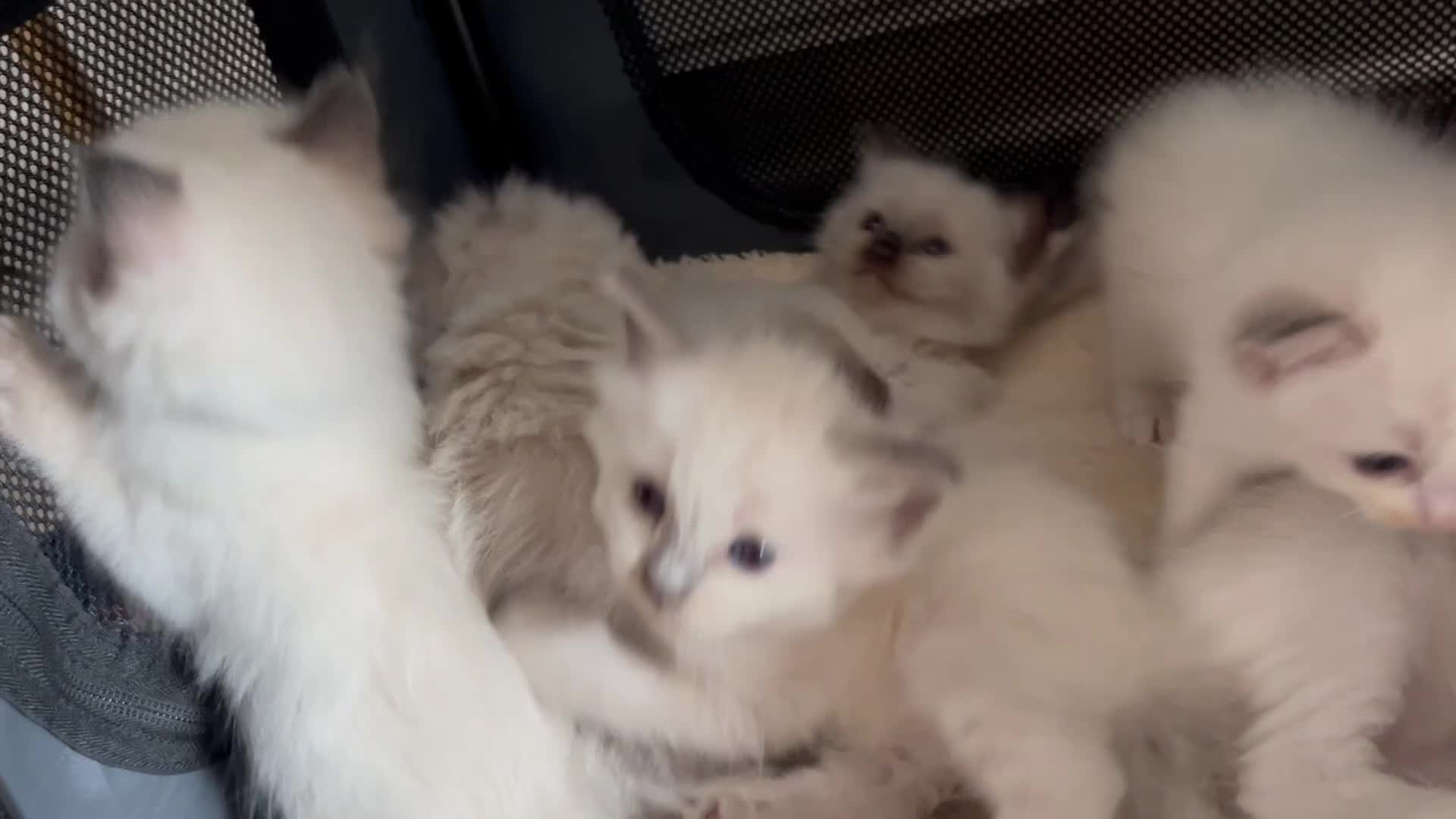 Ragdoll cats for sale: GCCF mom’s pure ragdoll kittens sale in London  - Video 3