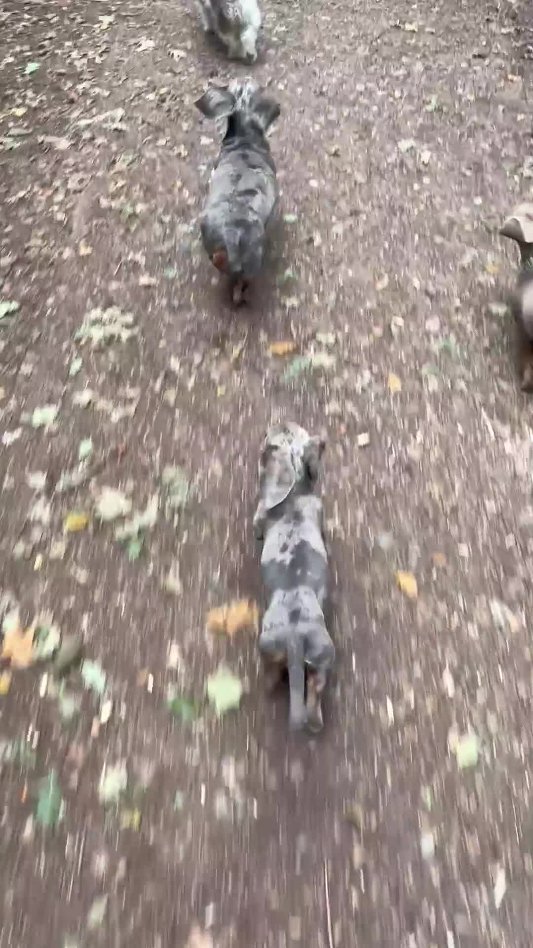 Miniature Dachshund dogs for sale: BLUE DAPPLE AND TAN BABY SAUSAGE AND HER MOTHER 💕 - Video 1