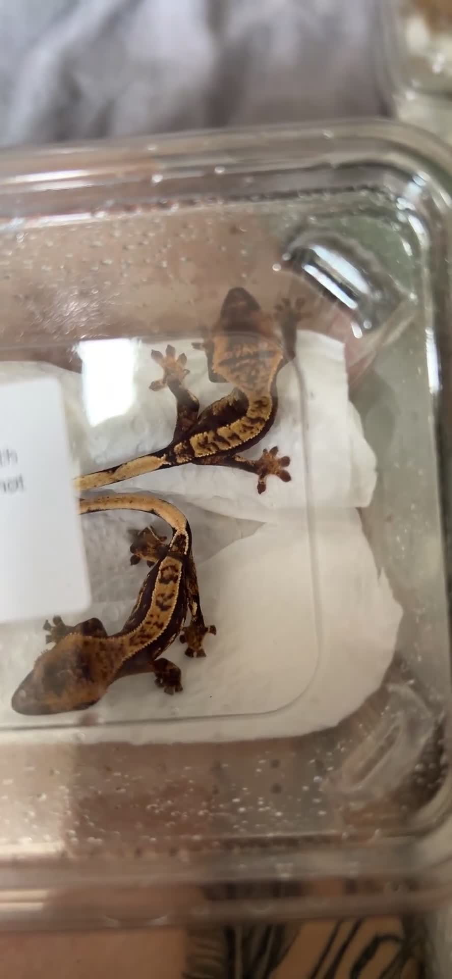 Gecko reptiles for sale: Baby/ juvenile Crested Geckos  - Video 1