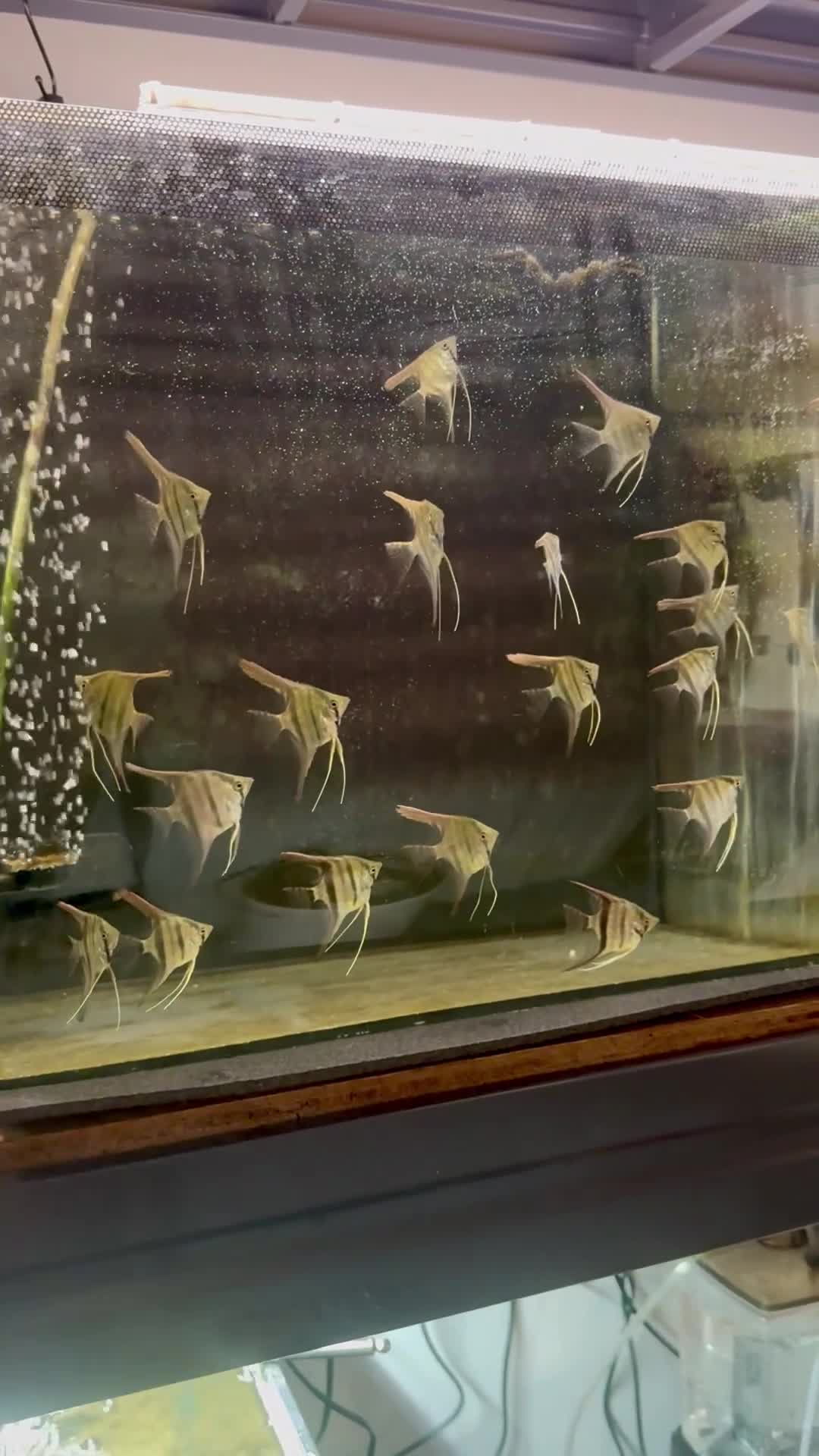 Angelfish fish for sale: 6-7cm Red Manacapuru  - Video 2