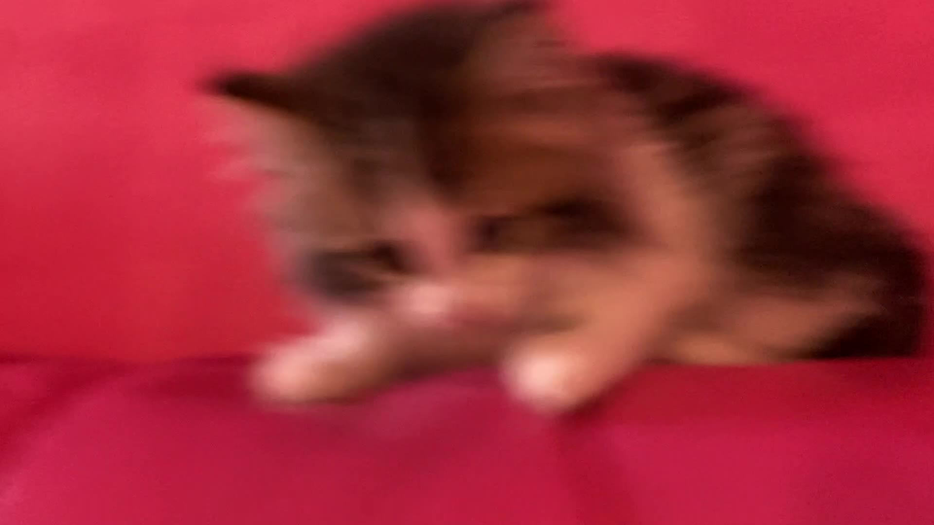 Mixed Breed cats for sale: Super gorgeous Maine coon kittens ready to go now - Video 1