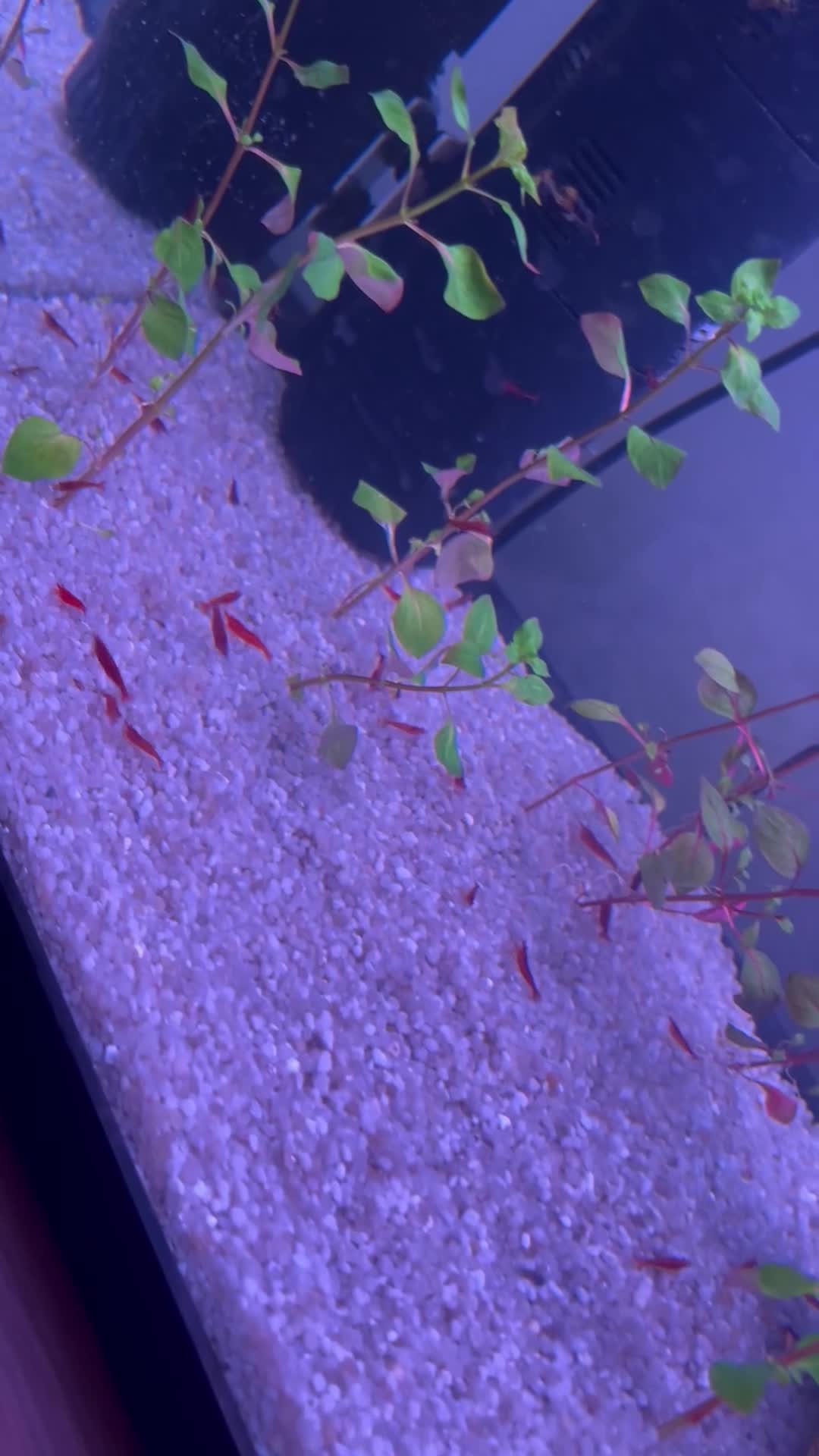 Shrimps fish for sale: Cherry shrimp, bristlenose plecos, assasin snails  - Video 1