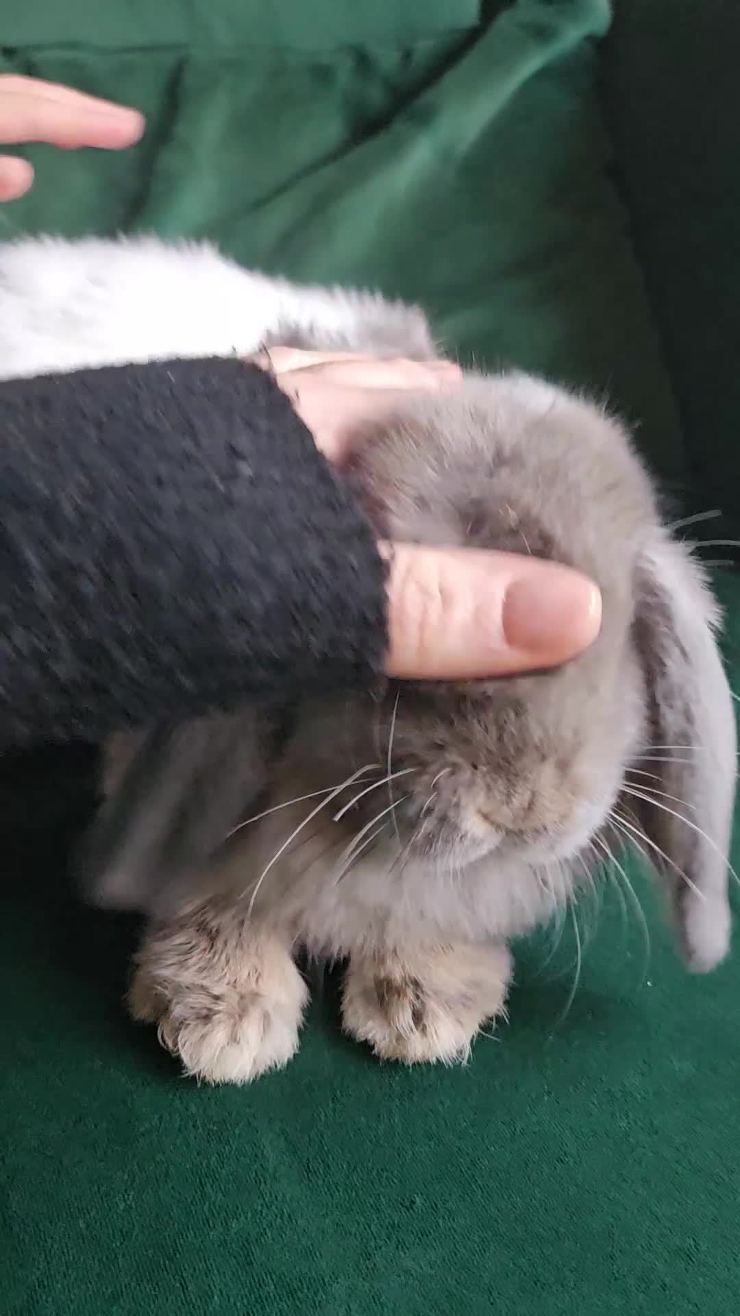 Mini Lop rabbits for sale: Ready to leave cuddly mini lops - Video 1