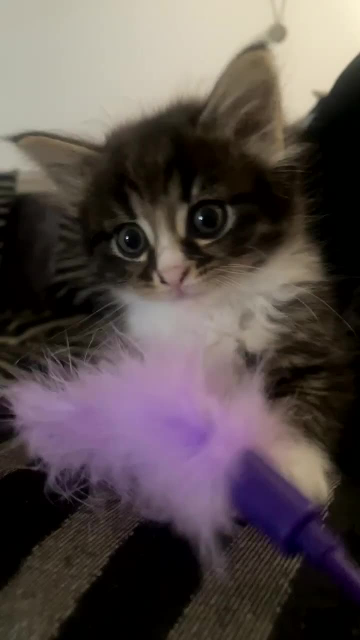 Domestic Shorthair cats for sale: Domestic divas  - Video 2