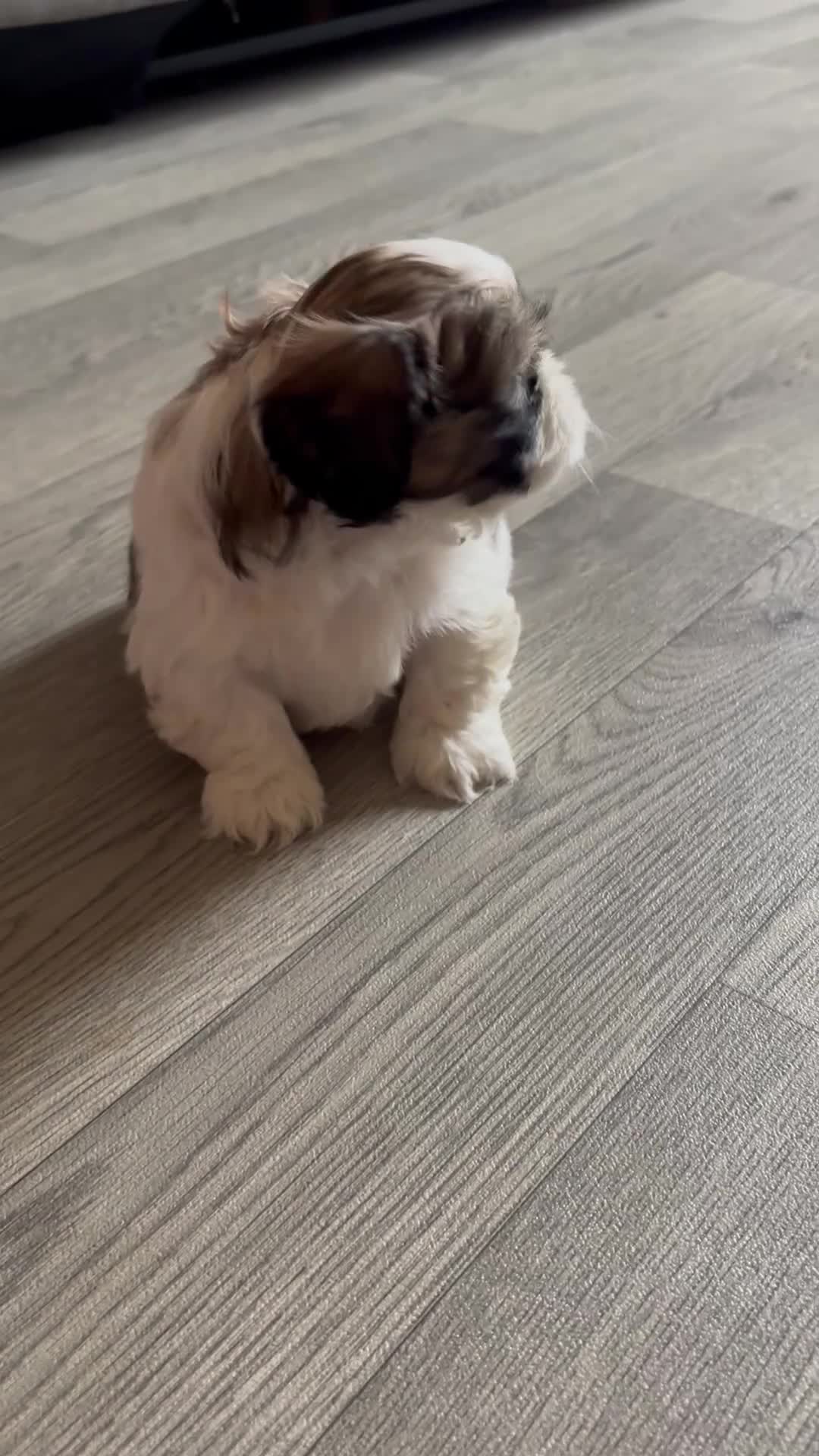 Shih Tzu dogs for sale: *Stunning litter of shihtzus* in Leighton Buzzard - Video 1