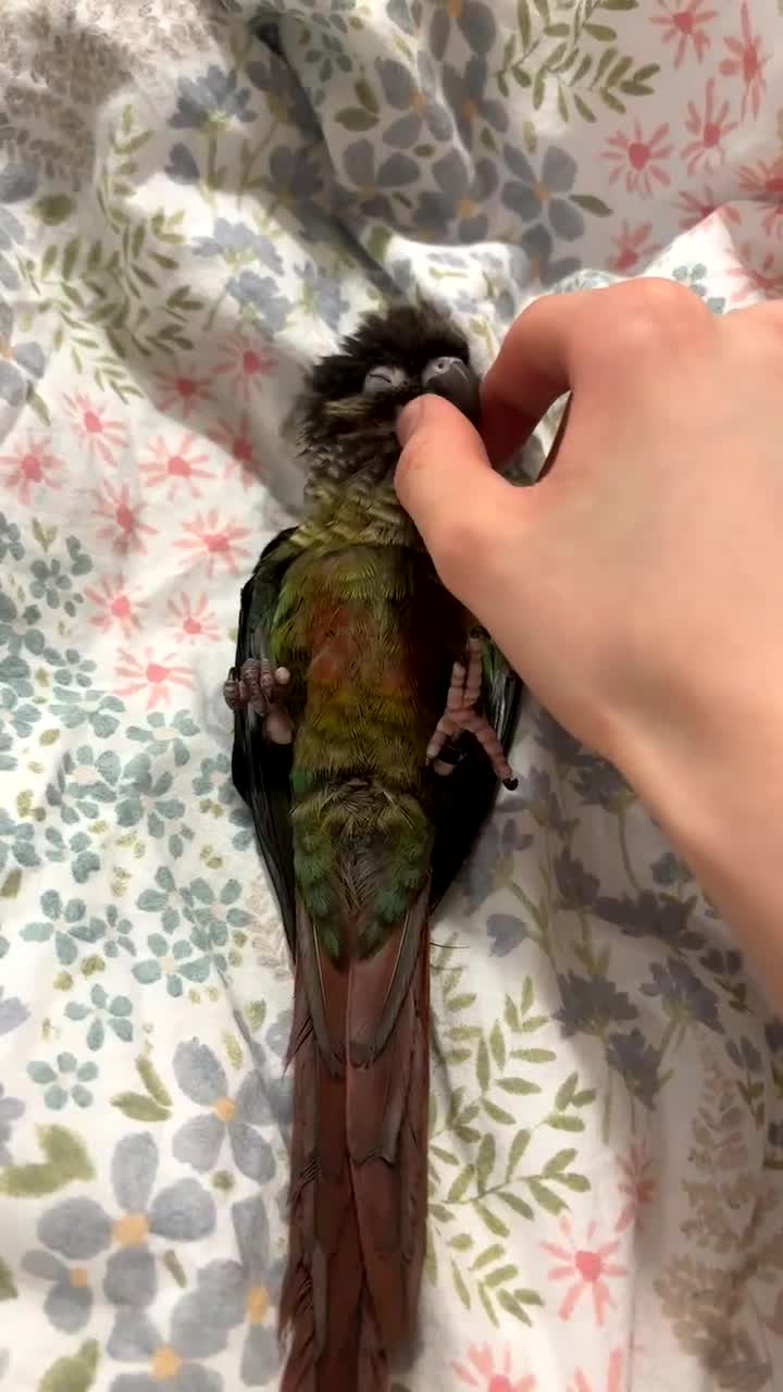 Conures birds for sale: URGENT SELL Tame 6-month old Male Conure in Wembley - Video 3