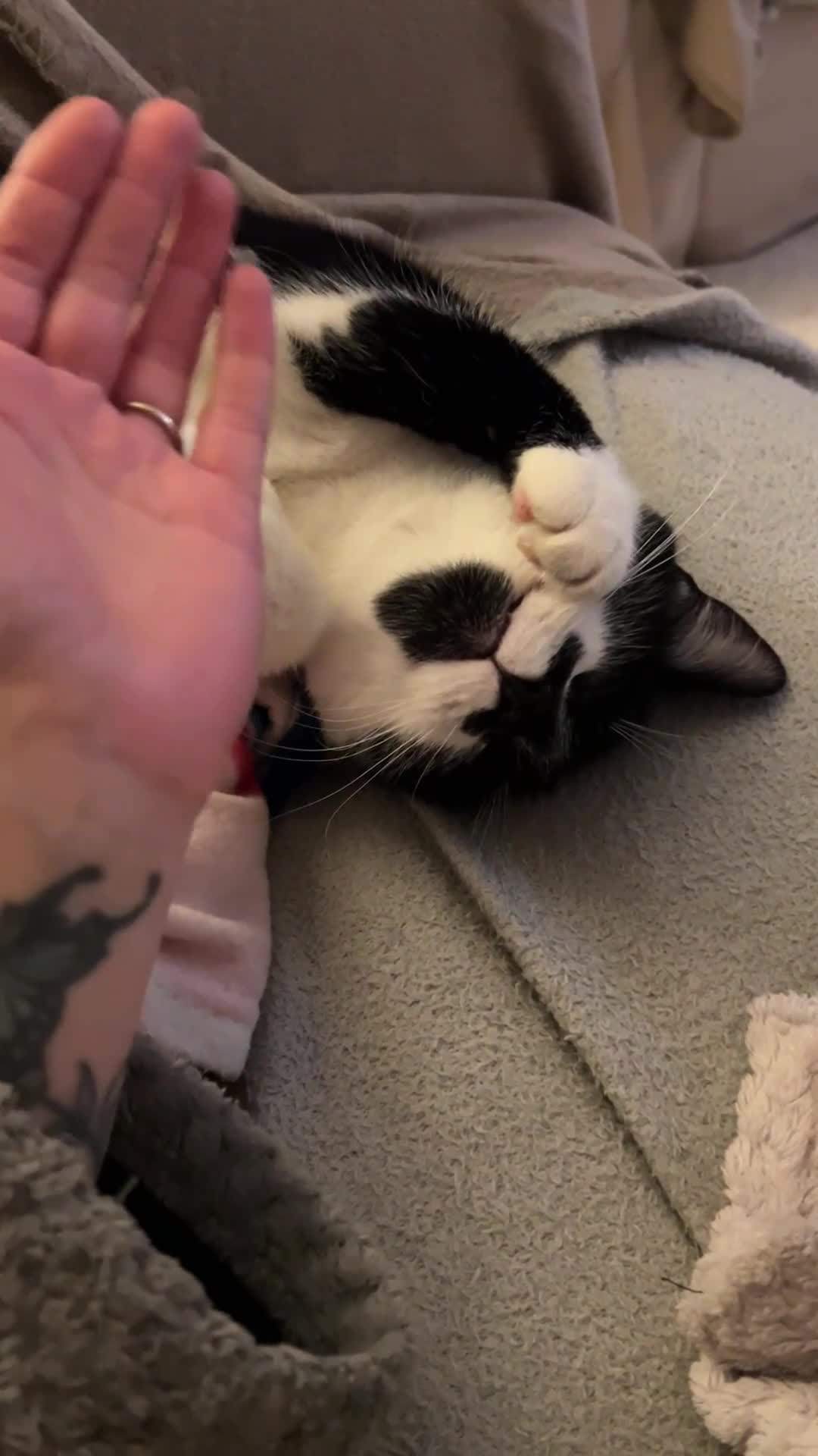 Domestic Shorthair cats for sale: Frank the cat - Video 1