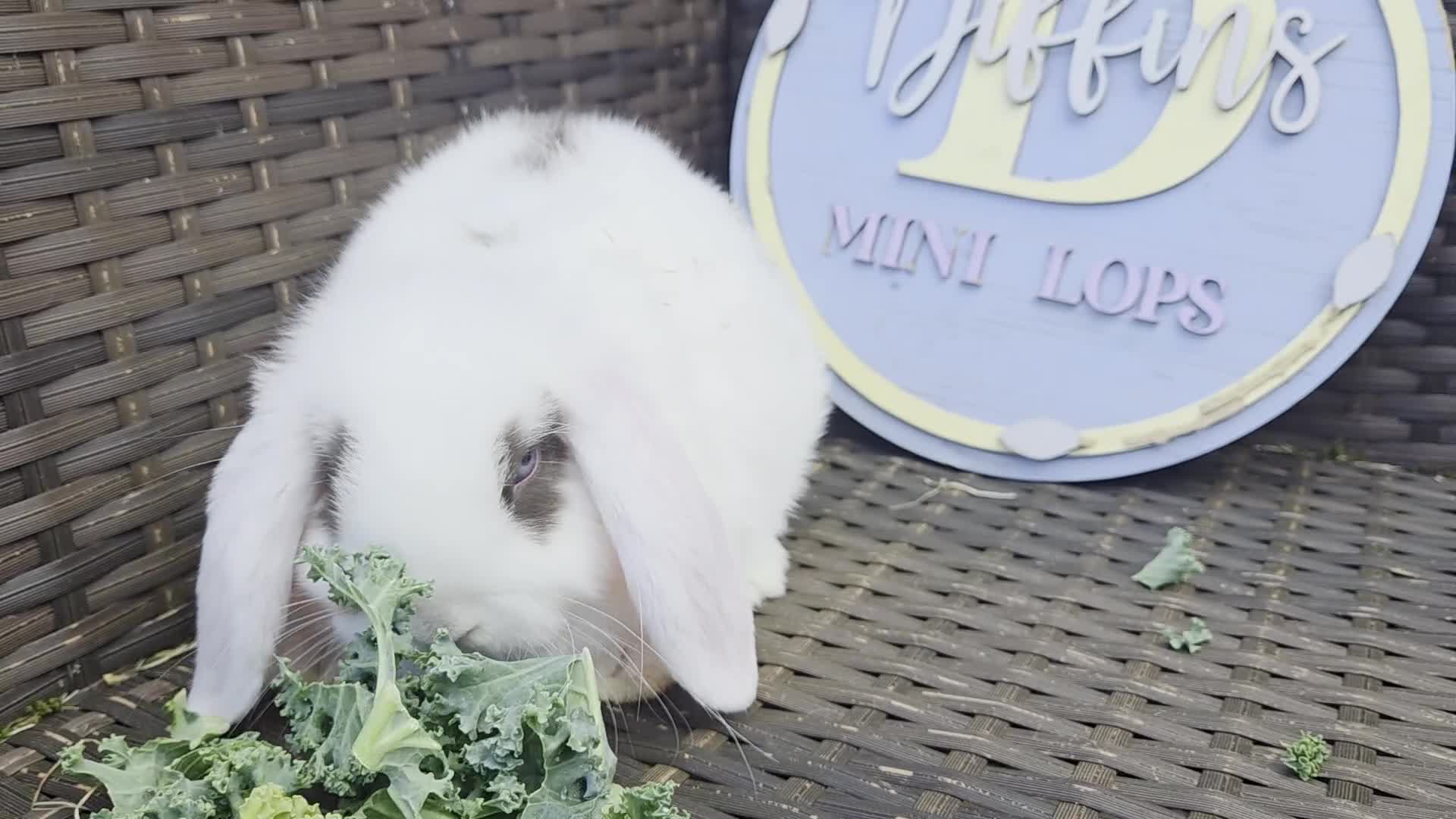 Mini Lion Lop rabbits for sale: Mini lop bunny - Video 1