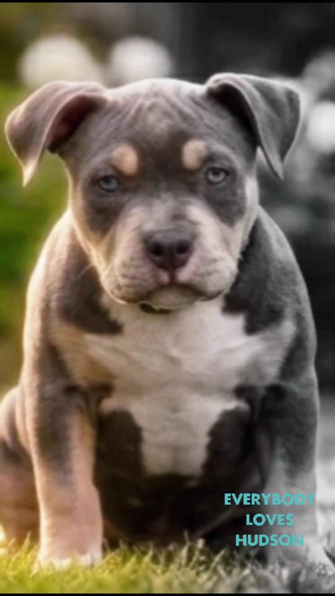 American Bully dogs for sale: 🏆🩸ABKC American pocket bully 🔥 - Video 2