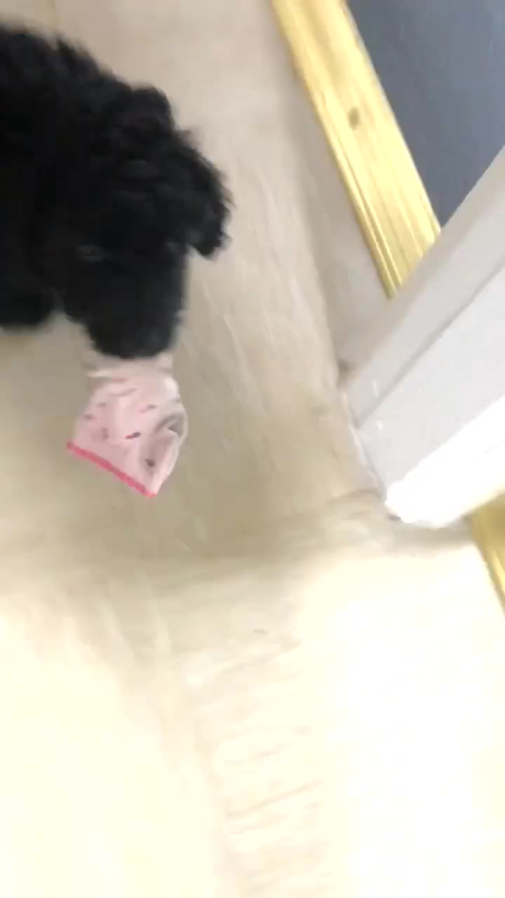 Cockapoo dogs for sale: Lucky  - Video 4