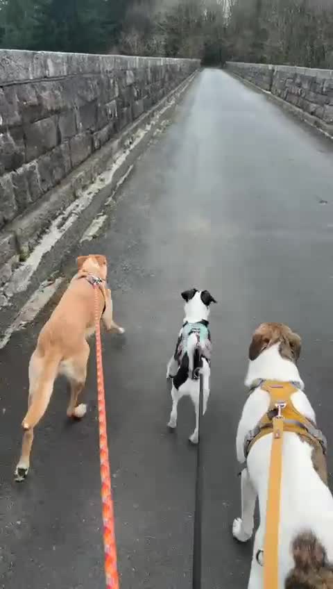 Mixed Breed dogs for adoption: Little Inka is ready for her forever family! - Video 1