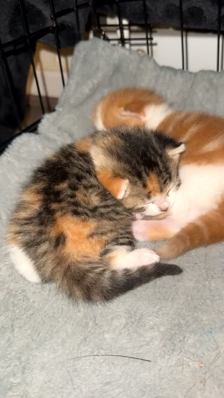 Domestic Shorthair cats for sale: Two beautiful female kittens for new home - Video 5