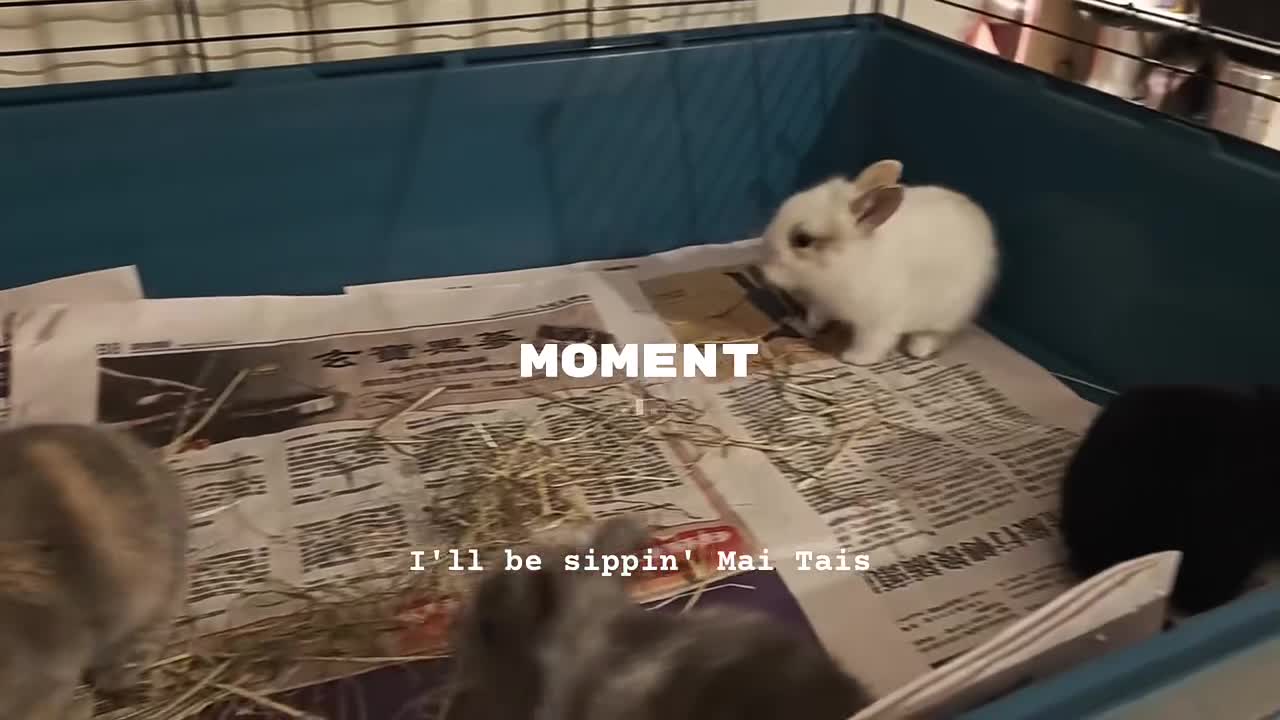 Lionhead rabbits for sale: Beautiful Lionhead Rabbits - Video 1
