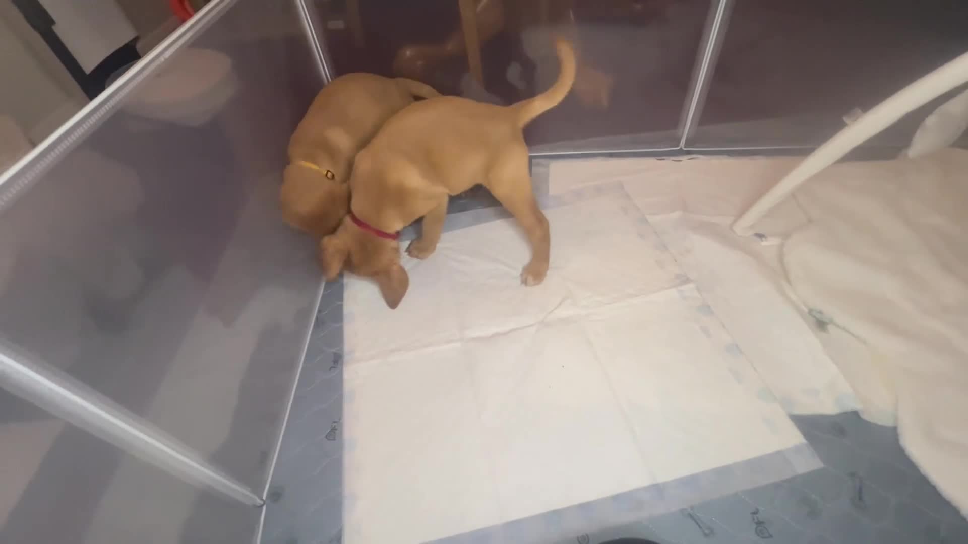 Labrador Retriever dogs for sale: Champion line KC reg dark Red Fox Yellow Labrador  - Video 4