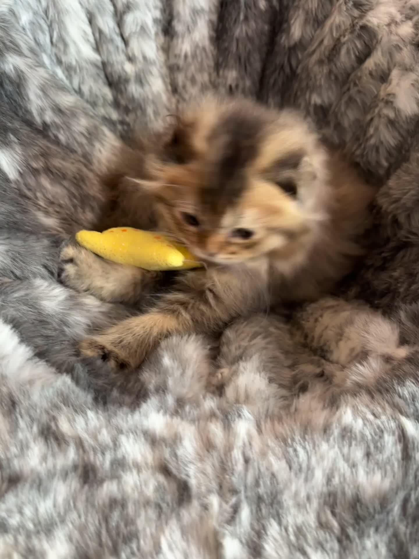 Scottish Fold cats for sale: Scottish Fold Pedigree Kittens in Romford - Video 1