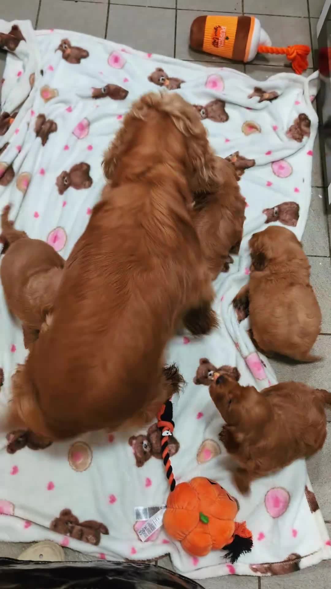 Cockapoo dogs for sale: Show type Cockapoos DNA CLEAR  - Video 1
