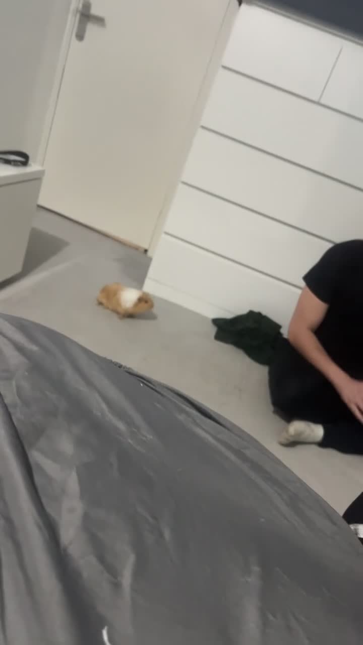 Guinea Pig rodents for sale: 2 cute piggy’s for sale in Cambridge - Video 2