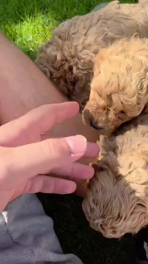 Poochon dogs for sale: DNA health tested Poochon Puppies 🐶  - Video 2