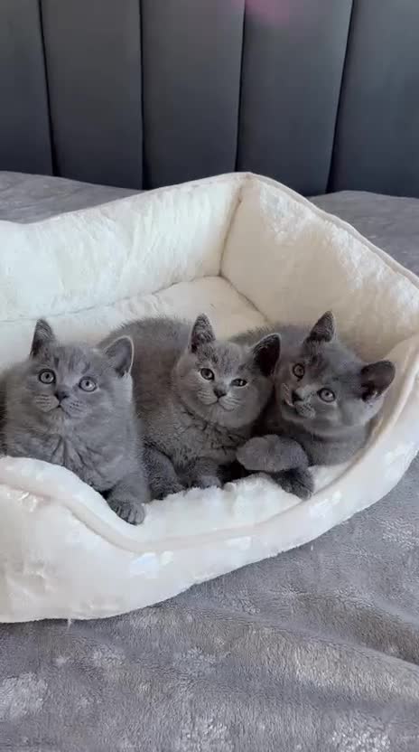 British Shorthair cats for sale: British shorthair kittens - Video 1