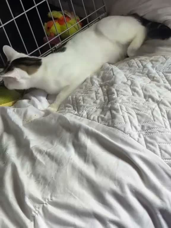 Domestic Shorthair cats for adoption: Sensitive Lily - Adopt Cats in Crisis East Ldn - Video 1