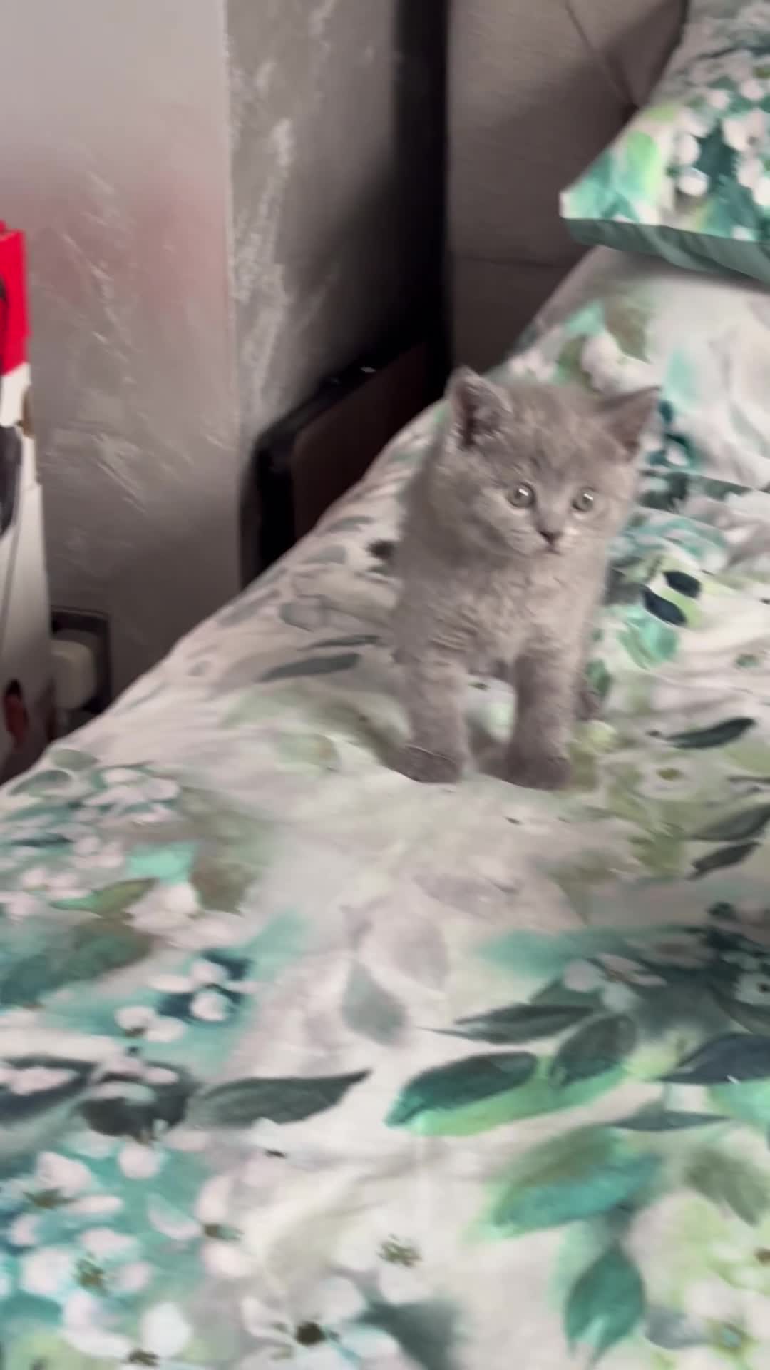 Scottish Fold cats for sale: Last 3 Scottish Fold/Straight kittens - Video 4