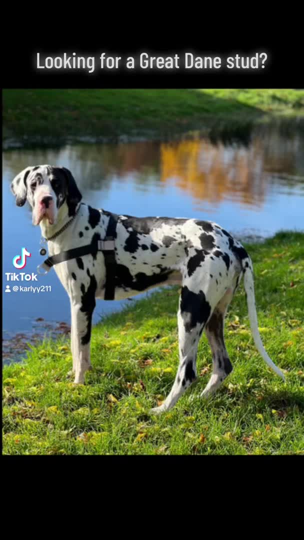 Great Dane dogs for stud: Karl the Great Dane for stud  in London - Video 2