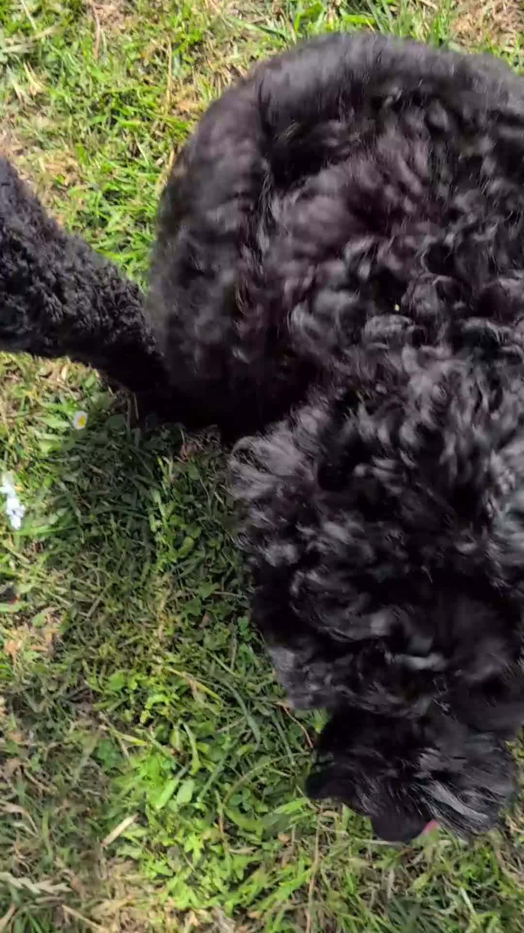 Cockapoo dogs for sale: Small cockerpoo  - Video 1