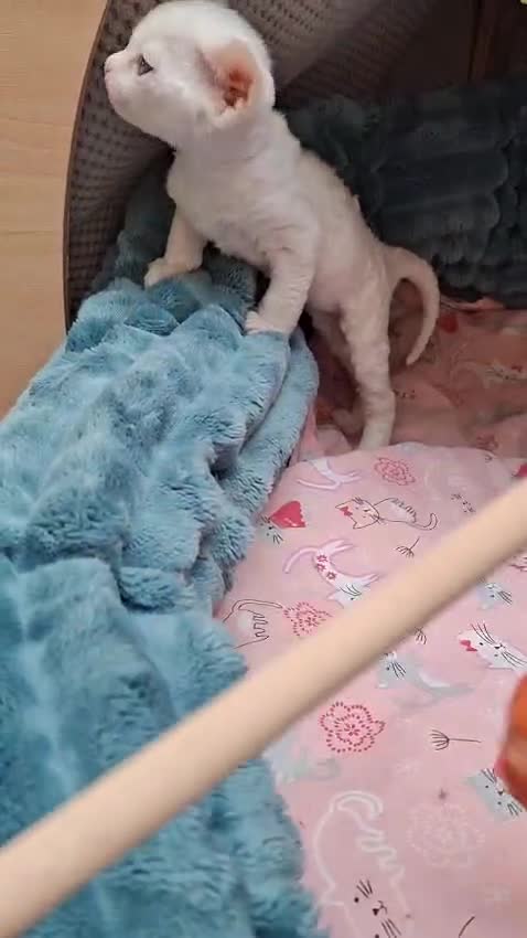 Devon Rex cats for sale: Last giirl -FIFE registered - Video 2