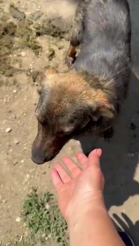 Mixed Breed dogs for adoption: LOTTIE - a Lovely girl for a Loving Home - Video 1