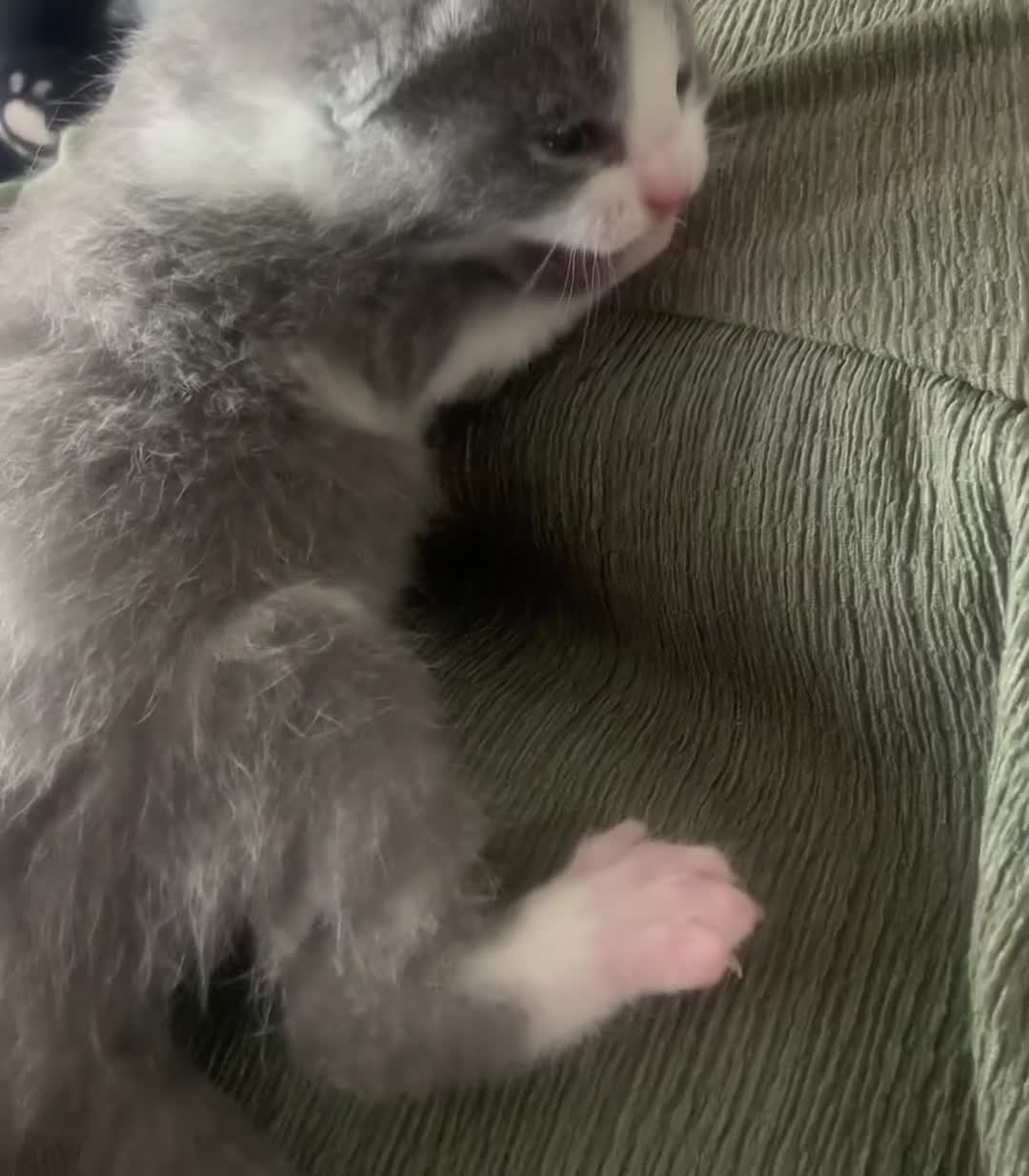 Mixed Breed cats for sale: Kitten - Video 1