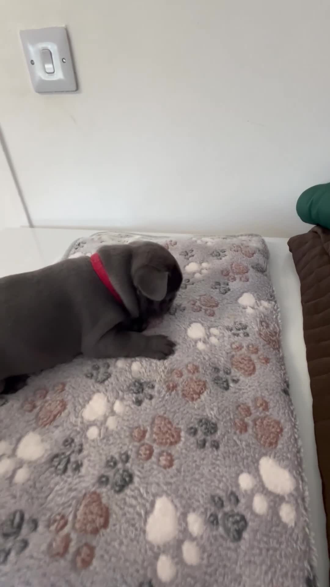 French Bulldog dogs for sale:  male looking for ⭐️⭐️⭐️⭐️forever home 🏠🐶🐾 in Stafford - Video 2
