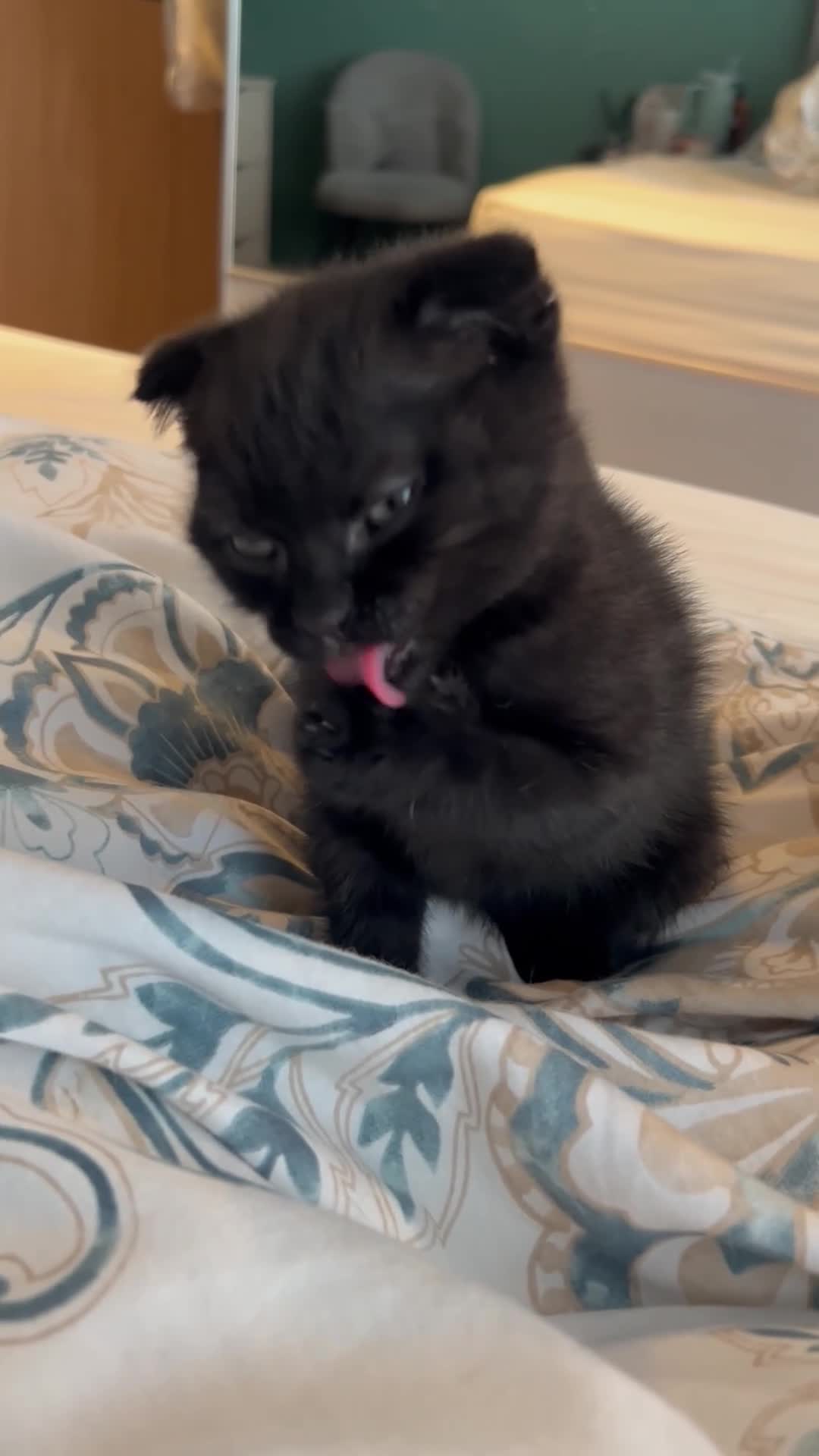 Scottish Fold cats for sale: Black Scottish fold boy - Video 2