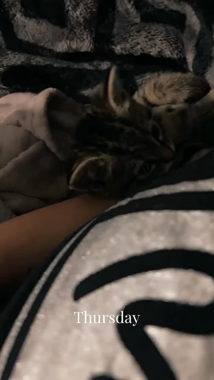 Mixed Breed cats for sale: Full tabby male last of litter!  - Video 1