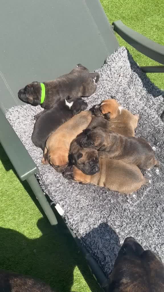 Staffordshire Bull Terrier dogs for sale: Stafford bull terrier puppies  in Newport - Video 2
