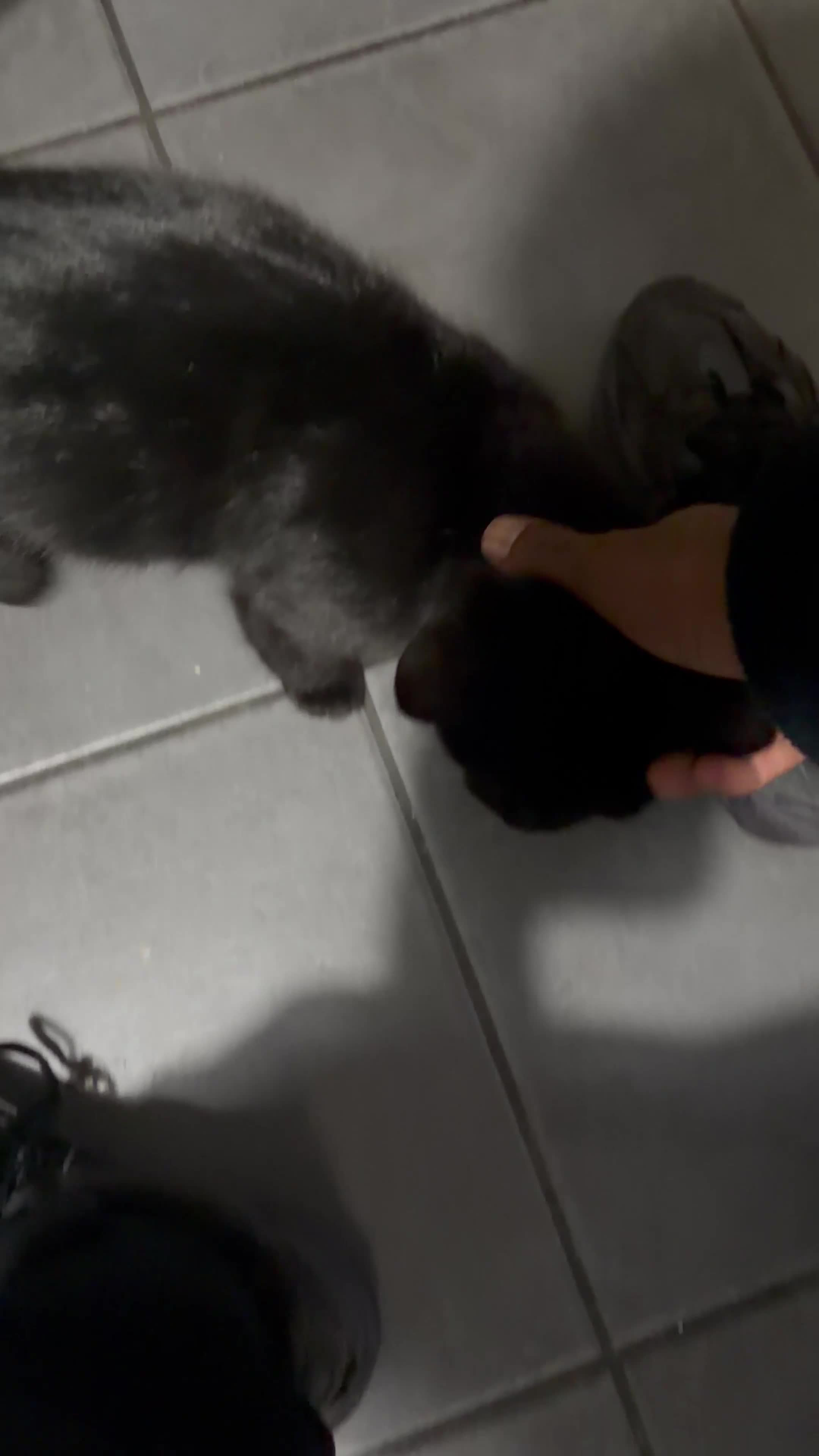 Mixed Breed cats for sale: British Short Hair and Tuxedo Cat Mix Breed  - Video 1