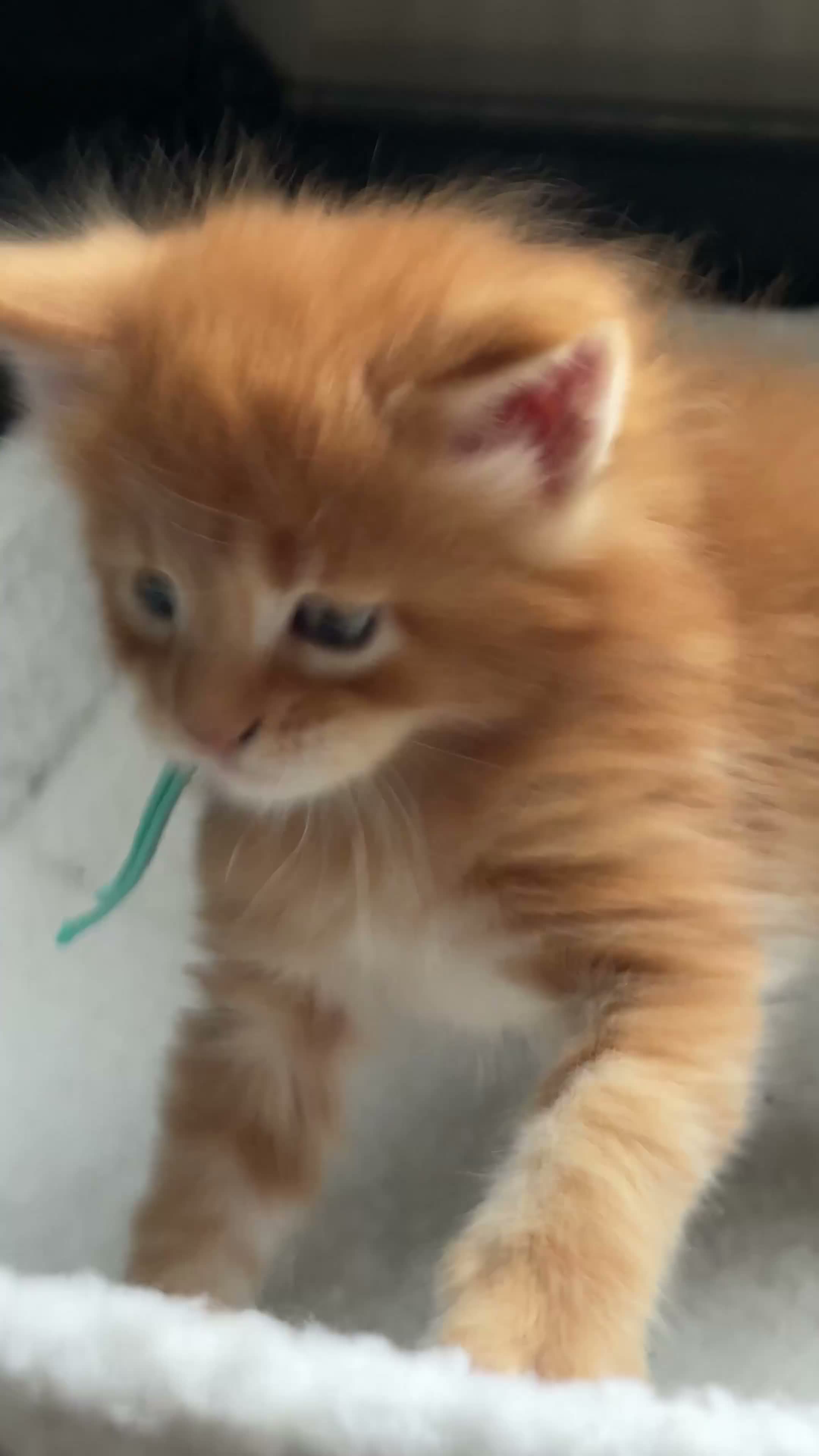 Maine Coon cats for sale: Beautiful Maine Coon Kittens – Raised with Love ❤️ - Video 4