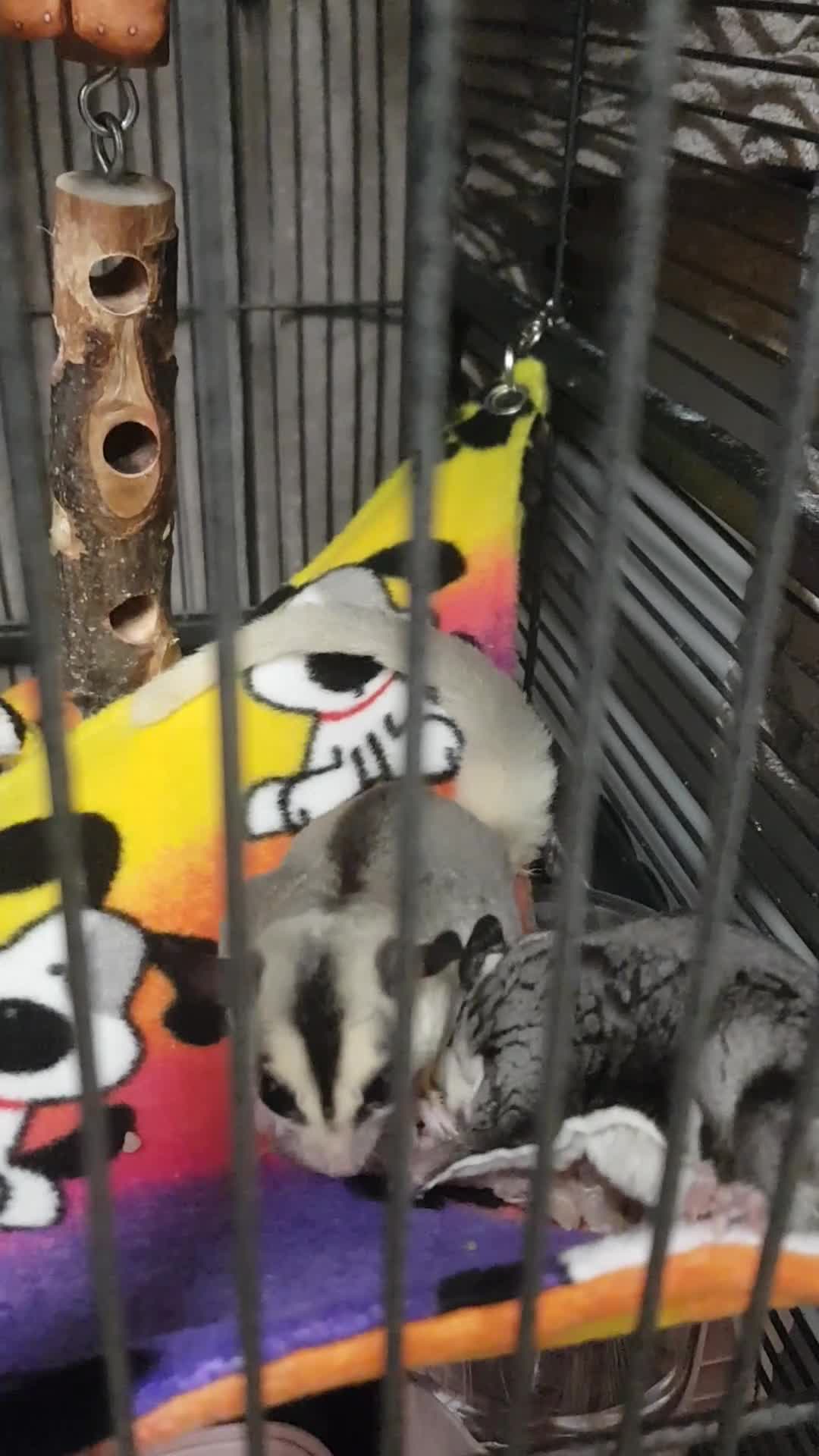 Sugar Glider rodents for sale: Sugargliders Proven breeding pair  - Video 1